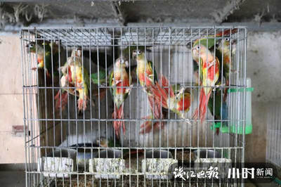 近900只鹦鹉藏身台州一民房,民警冲进去,飞起一堆羽毛